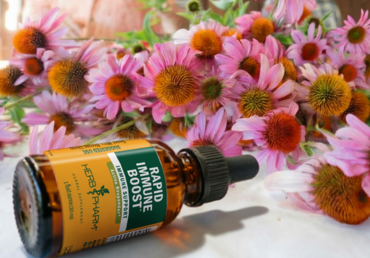 Echinacea Liquid Herbal Extract | Herb Pharm